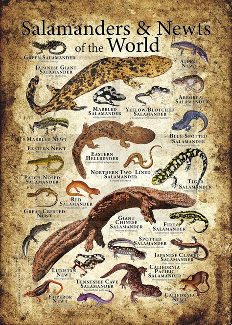 Salamanders And Newts Of The World Poster Print Etsy