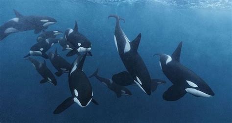 Huge Gangs Of Killer Whales Chasing Down Fishing Boats For Food