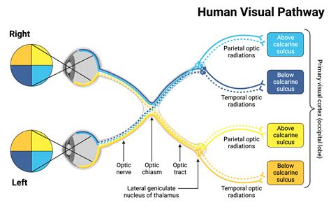 Human Visual Pathway Biorender Science Templates