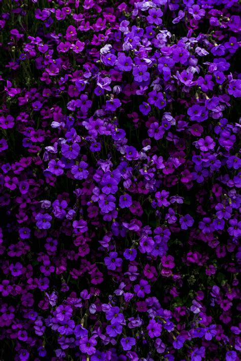 550 Purple Flowers Pictures Download Free Images On Unsplash