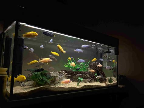 Understanding Freshwater Aquarium Lighting