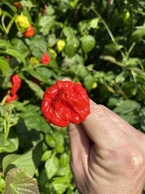 Wartryx Ultrahot Red Pepper Premium Seed Packet Possibly Hottest In The