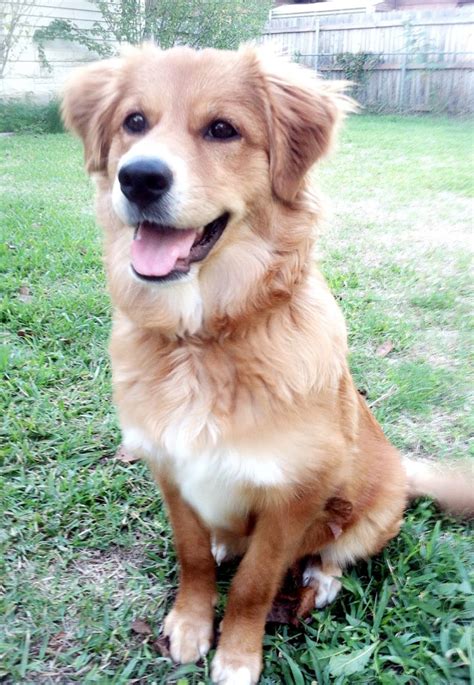 Adopt or sponsor a german shepherd in southern california; My rescue dog. German shepherd/ retriever mix | Pictures ...