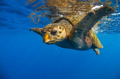 Loggerhead Sea Turtle Travel Guide For Island Crete Greece