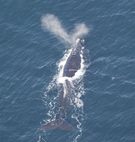North Atlantic Right Whale Discovery Of Sound In The Sea
