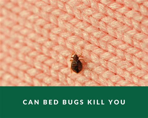 Can Bed Bugs Kill You Zero Pest Ng