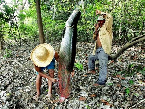 Pesca Do Pirarucu Na Reserva De Desenvolvimento Sustentável