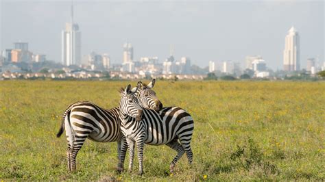 Nairobi National Park Distant Dreams Safaris