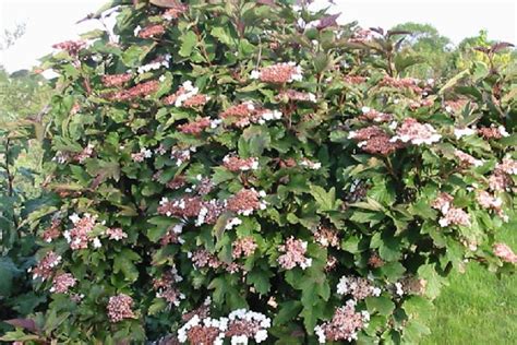 Viburnum Sargentii Onondaga Ballyrobert Gardens