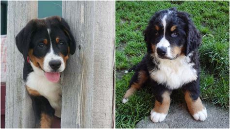 Greater Swiss Mountain Dog Vs Bernese Mountain Dog The Dog People By