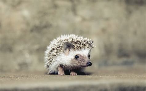 160 Hedgehog Hd Wallpapers Background Images