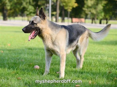 Silver German Shepherd A Stunning And Rare Breed