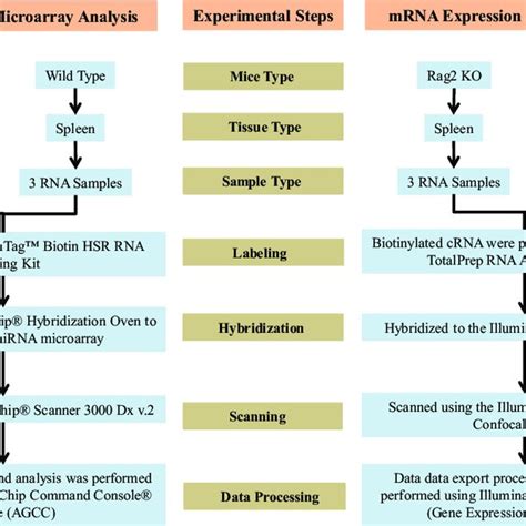 Flow Chart Illustrating The Steps For Mirna Expression Microarray