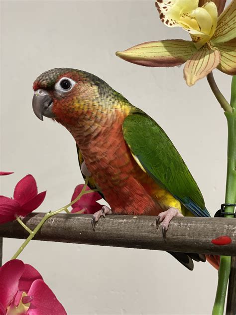 Arizona Parrots Cove Breeder Of Conureindian Ringneck Lovebirds