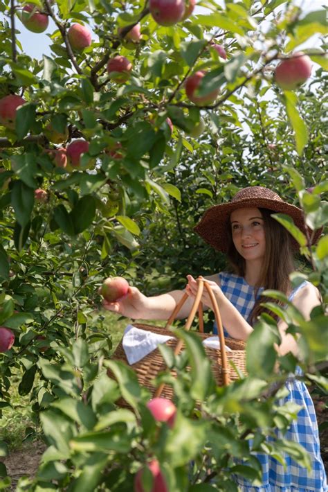 Our Apple Orchard Harvest Annie Fairfax