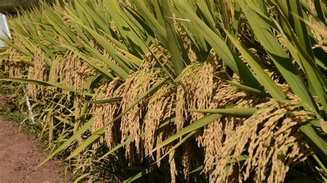 Chinas Third Generation Hybrid Rice Achieves Record Breaking Yields
