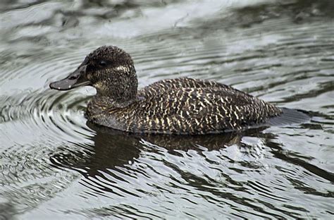 Blue Billed Duck Birdforum Opus Birdforum