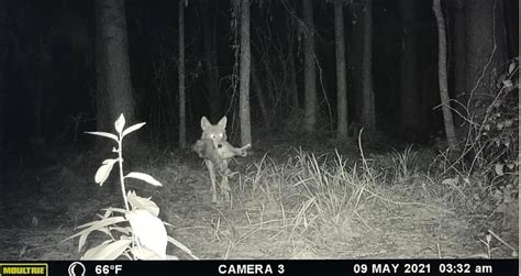 50 Of The Wildest Trail Camera Photos You Ve Ever Seen 2023