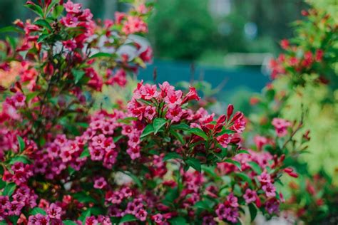 Pruning Weigela When And How Plantura