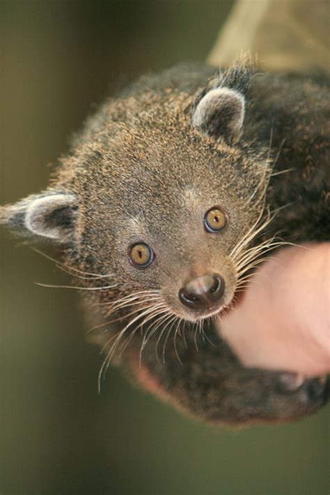 Cincinnati Zoos Bearcat Is Weird Wild And Wonderful Zooborns