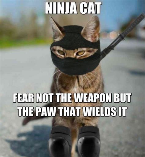 Ninja Cat Funny Pictures Crazy Cat Lady Crazy Cats