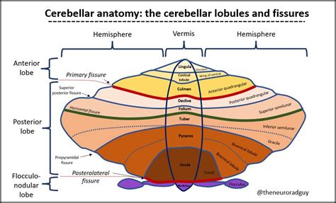 The Neuroradiologist On Twitter Still Studying Cerebellar Anatomy A