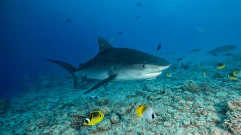 Scientist explains surge in shark sightings after spate of maulings as