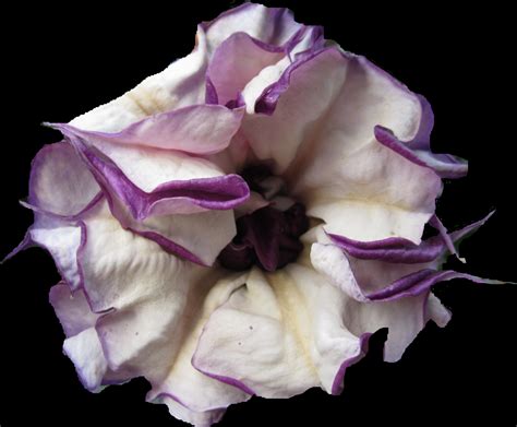 Tribe Of Cain Purple Moon Flower