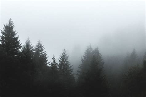 Free Picture Forest Tree Clouds Fog Pine Tree