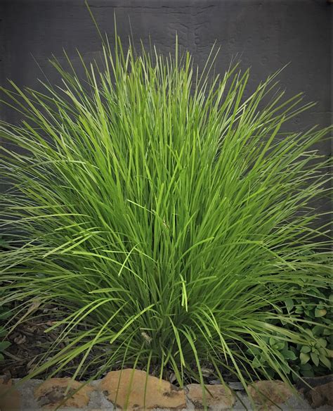 Lomandra Lime Tuff for mass planting or as a specimen plant