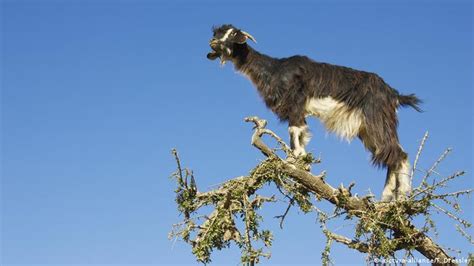 Goat Meaning In Bengali Meaninb