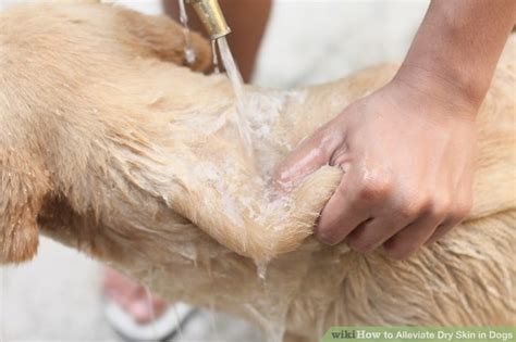 How To Alleviate Dry Skin In Dogs 9 Steps With Pictures