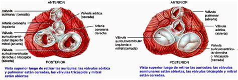 Válvulas Cardíacas Y La Circulación