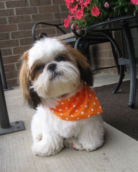 Shih Tzu Facts 15 Must Know Facts About Your Loving Shih Tzu Shih