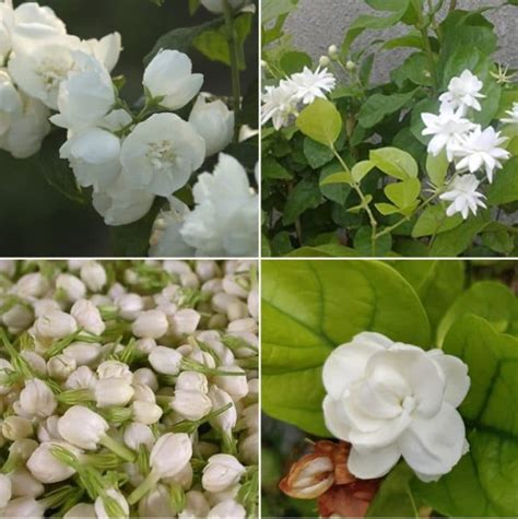 Growing Jasmine Hydroponically A Full Guide Gardening Tips