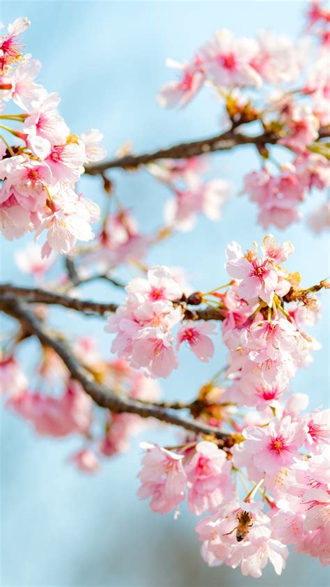 Sakura Bloom Pink Flowers Twigs Spring 1080x1920 Iphone 8766s