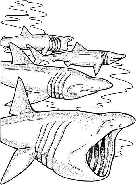 Shark Coloring Pages Learny Kids