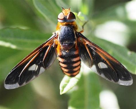 Brown And Black Bee Fly Poecilanthrax Effrenus Bugguidenet