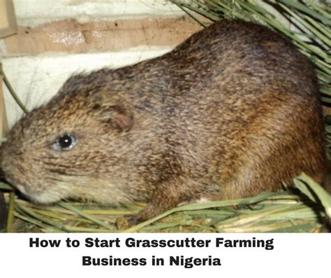 Grass cutter animal price in nigeria. GRASSCUTTER FARMING BUSINESS PLAN IN NIGERIA
