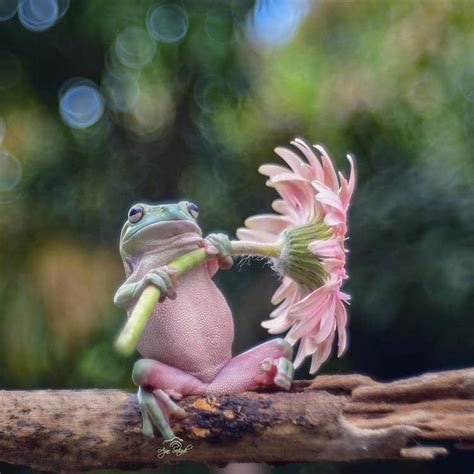 Lisas World Wildlife Photographer Captures Tiny Garden Frogs Using