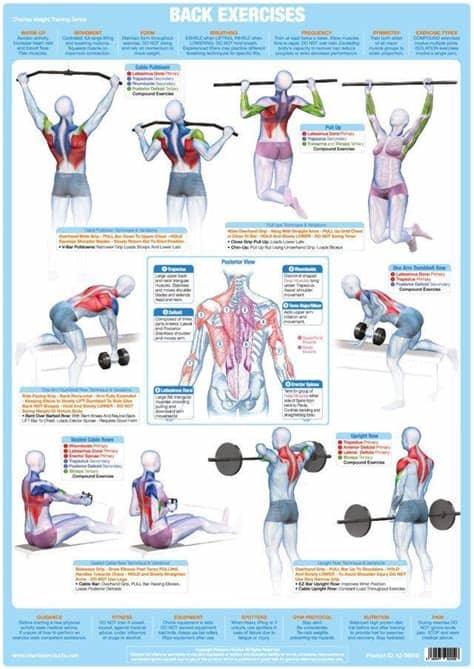 Back muscle diagram human body, back muscle diagram pain, back muscle groups diagram, back muscle workout diagram, lower back muscle chart. Back Muscles Exercise Weight Training Chart - Chartex Ltd