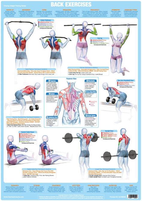 Superficial and deep posterior muscles of upper body. Back Muscles Exercise Weight Training Chart - Chartex Ltd