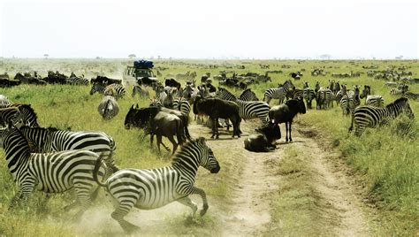 Serengeti National Park Tz Holiday Accommodation And More Stayz
