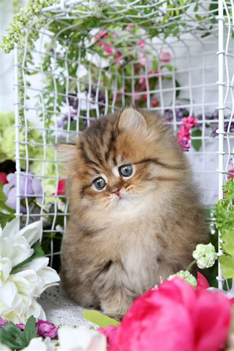 We guarantee the health of all of our purebred persian kittens and all are thoroughly tested for common health issues before being released to their forever home. Bronzie - Golden Chinchilla Doll Face Persian Kitten for ...