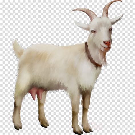 Cute Goat Png Png Image Collection