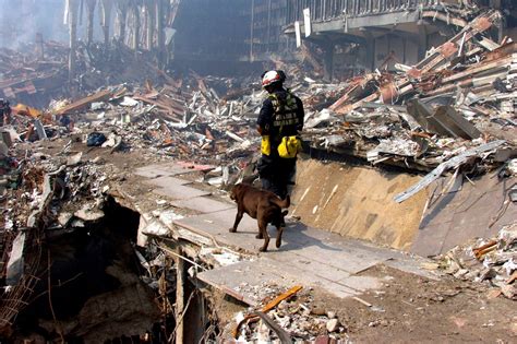 Rescue dogs of 9/11: The drama’s unsung heroes