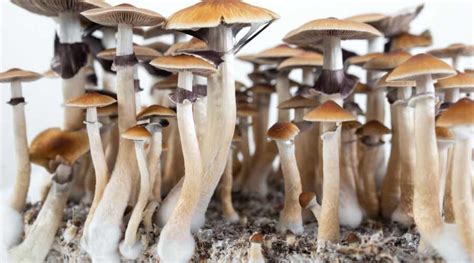 Psychedelic Mushrooms Growing Pacific Domes