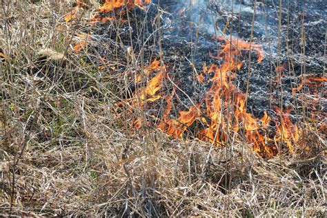 Arson Of Dry Grass And Reeds Fires Of Environmental Pollution Stock