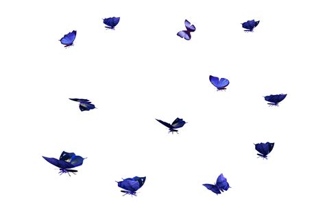 Free Butterfly Photo Overlays Free Photoshop Overlay Realistic