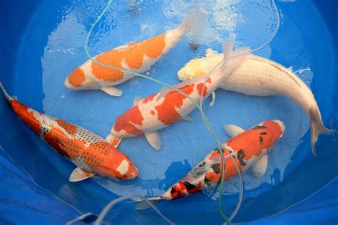 Koi Story Priceless Japanese Fish Make A Splash Lifestyle The
